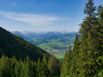 Panoramic view of pine trees in forest against sky