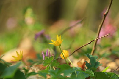 Close-up of yellow flowering plant