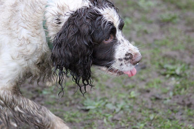 Close-up of a dog looking away