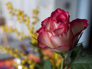 Close-up of rose plant