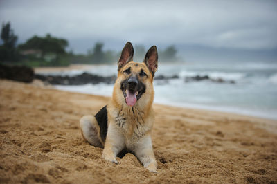 Portrait of german shepherd sticking out tongue at beach