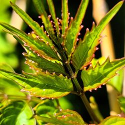 Close-up of green leaves on plant