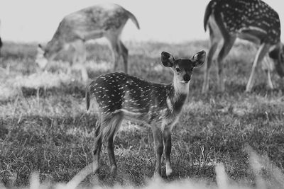 Portrait of deer standing on field