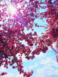 Low angle view of trees against sky