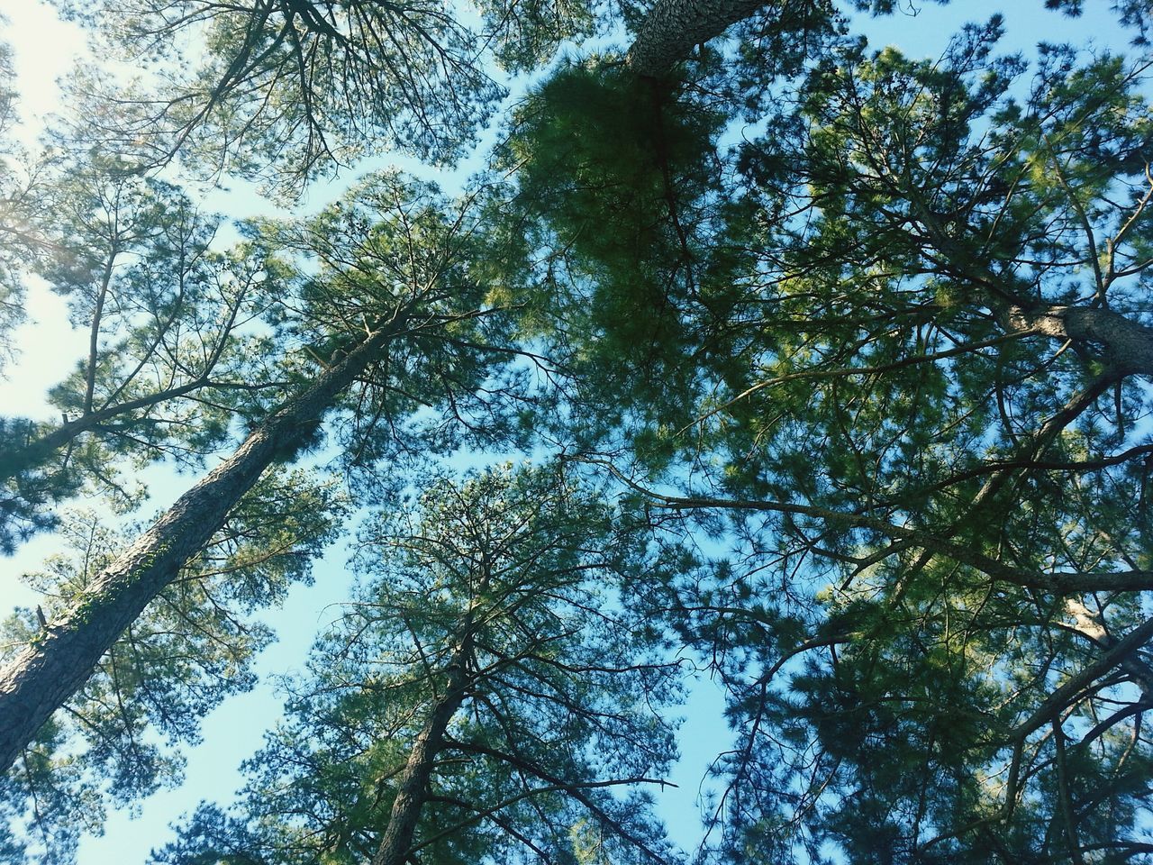 tree, low angle view, growth, branch, tranquility, nature, sky, tree trunk, beauty in nature, day, green color, outdoors, clear sky, forest, no people, tall - high, sunlight, scenics, backgrounds, tranquil scene