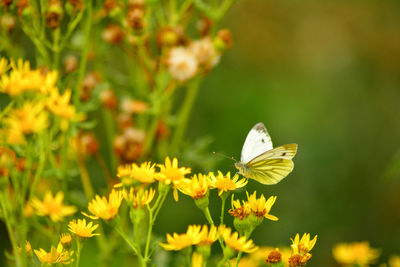 Butterfly on flower