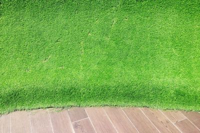 High angle view of grass