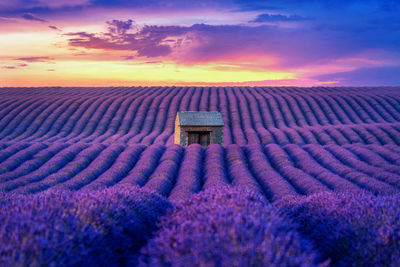 Scenic view of agricultural field against sky during sunset