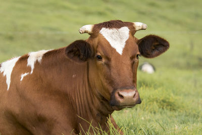 Cow in a field