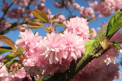 Close-up of pink flowers blooming outdoors