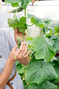 Midsection of person holding leaves