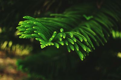 Close-up of fern leaves