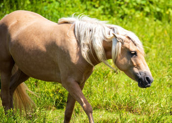 Horse on field