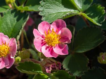 Close-up of pink flowering plant
