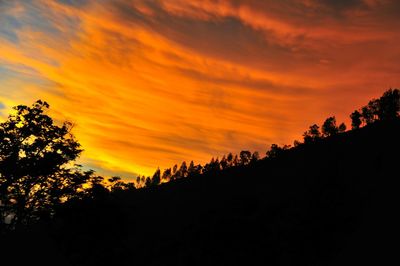 Low angle view of silhouette trees against orange sky