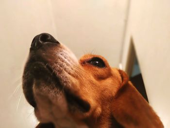 Close-up portrait of a dog