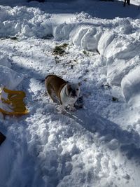 High angle view of dog on snow covered field