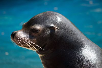 Close-up of sea lion swimming in water