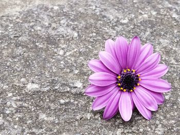 High angle view of pink flower