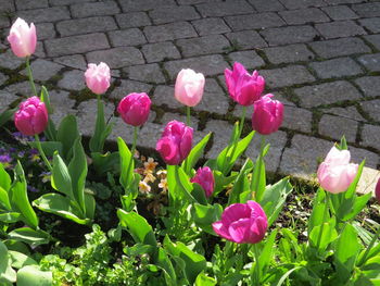 Close-up of pink crocus blooming outdoors