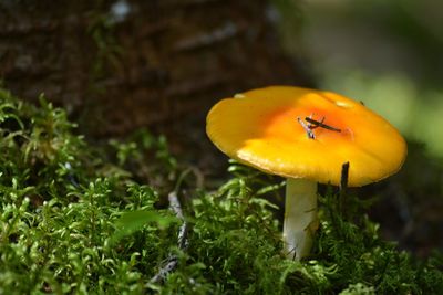 Close-up of yellow mushroom growing on land