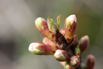 Close-up of flower buds