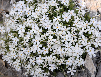 High angle view of white flowering plants in park