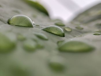 Water on taro leaves