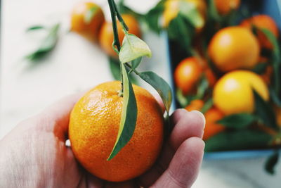 Cropped hand holding orange fruit