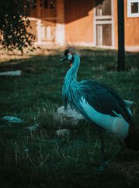 Side view of a bird on field