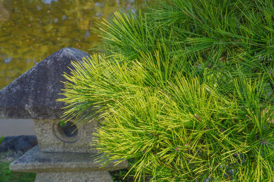 Close-up of plants