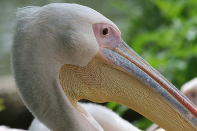 Close-up of pelican