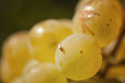 Close-up of fruit