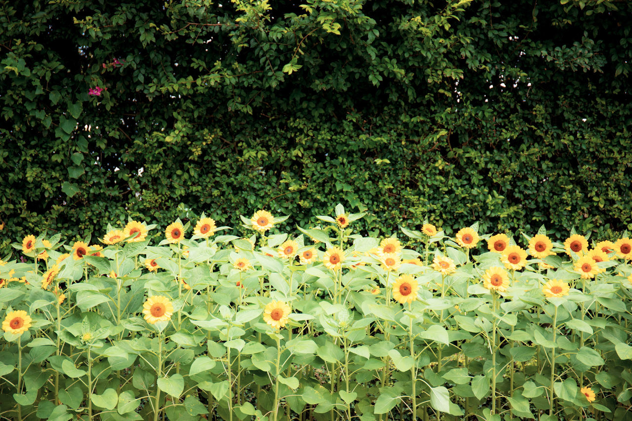 CLOSE-UP OF FLOWERING PLANT IN FIELD