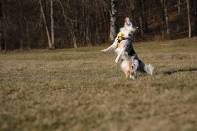 View of dog running on street