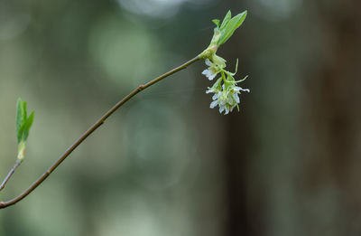 Close-up of flowering plant