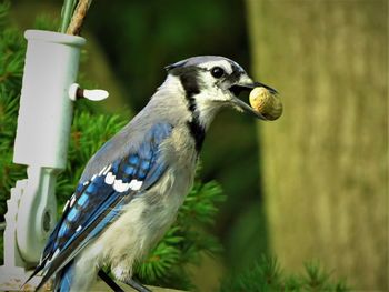 Close-up of bird perching on a feeder