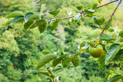 Close-up of berries growing on tree
