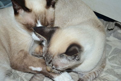 Close-up of cat sleeping
