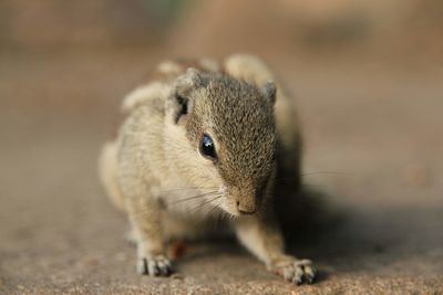 Close-up of an animal