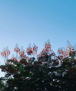 Low angle view of trees against blue sky