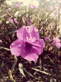 Close-up of pink flowers blooming