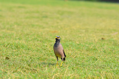 Bird on a field