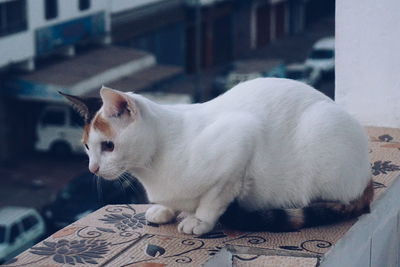 Side view of a cat on window sill