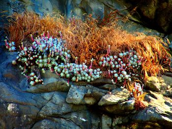 Multi colored flowers
