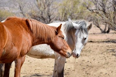 Horse in ranch