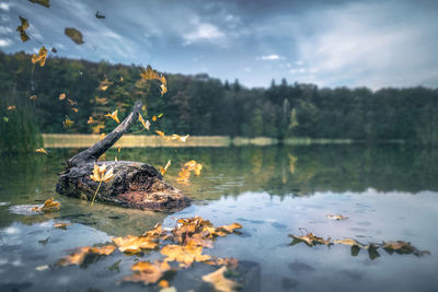 Close-up of ducks floating on lake