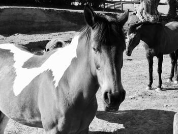 Close-up of horses in ranch