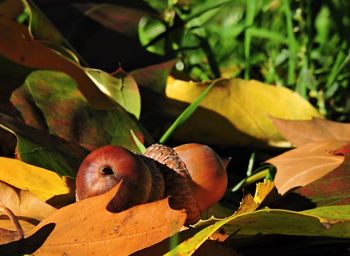 Close-up of fruits on tree