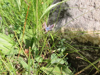 View of a bird on field